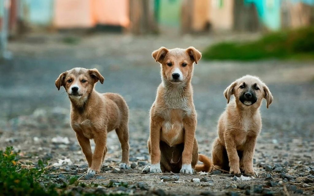 3匹の茶色の子犬