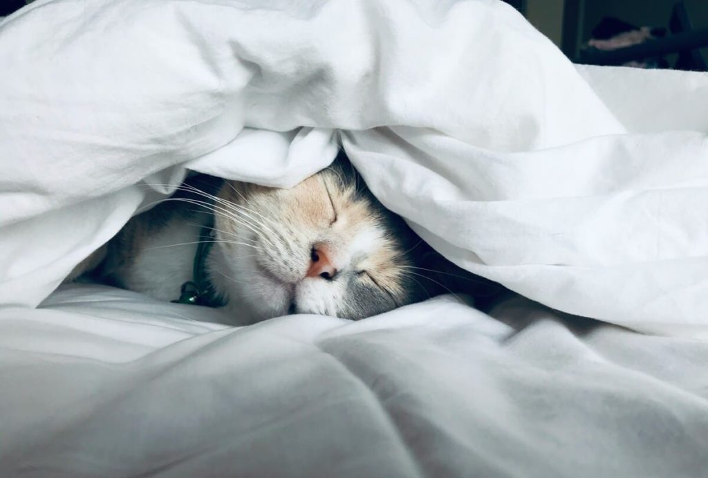 ベッドの中で眠る猫
