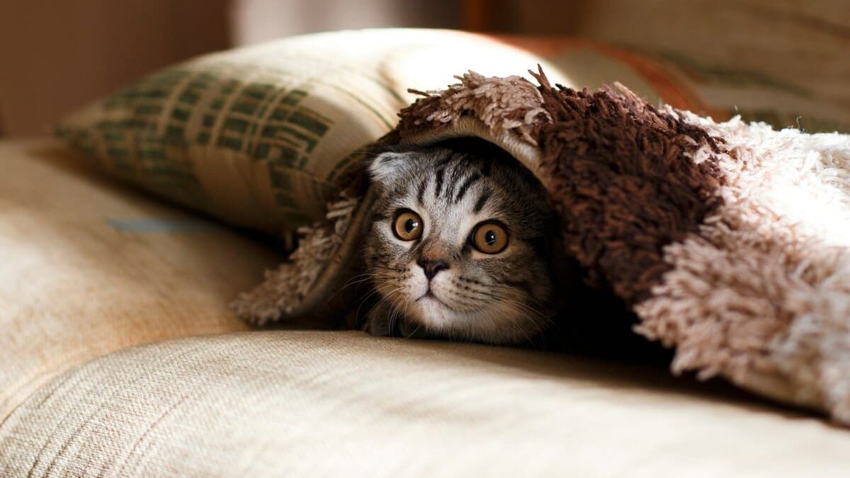 A cat sleeping with a cloth over its head
