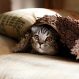 【ペット供養】完全ガイド（記事監修：ペットの郷龍ケ崎）
