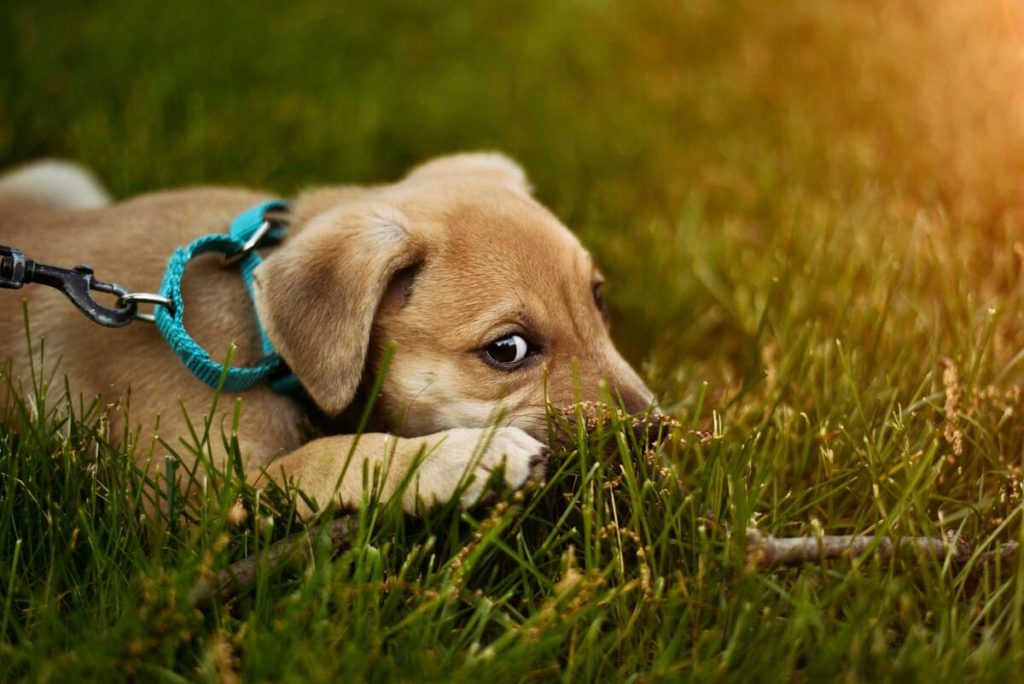 芝生に横たわる茶色い犬