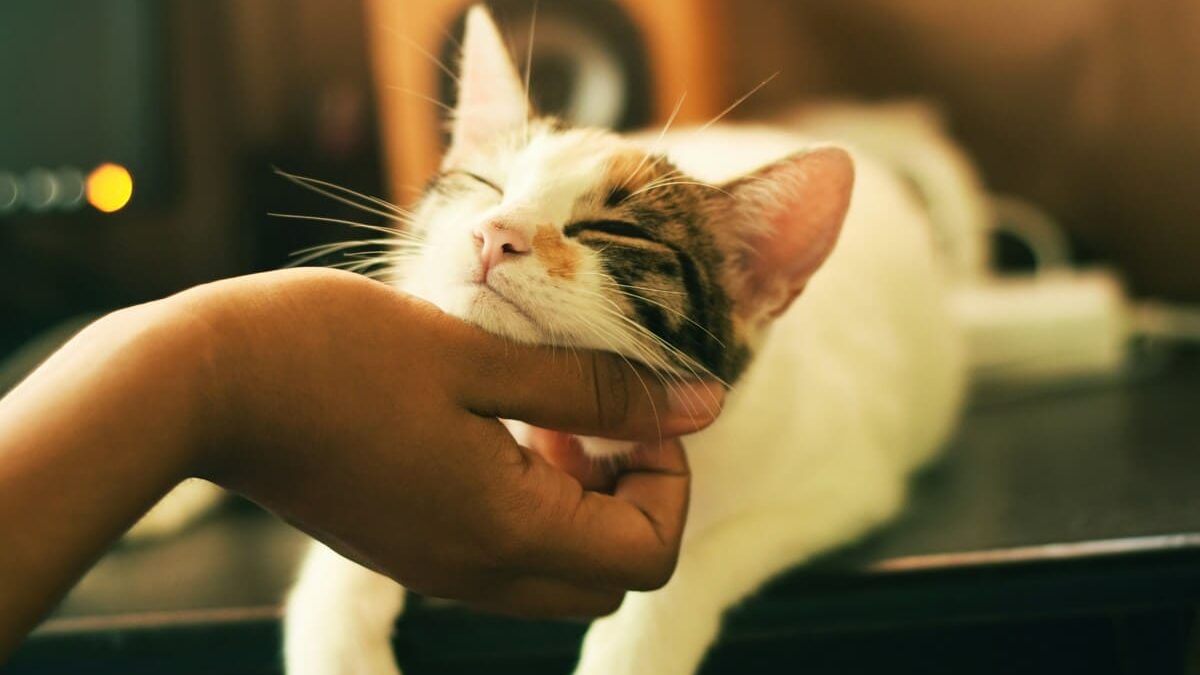 A white-brown cat who seems comfortable being stroked on the chin by his owner