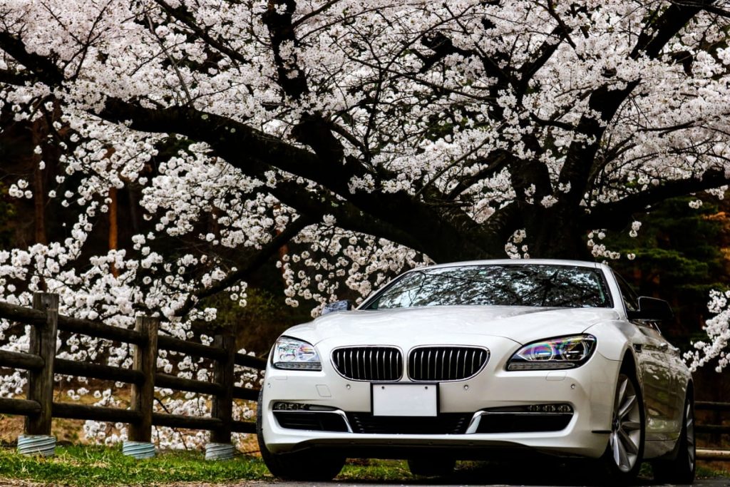 満開の桜の木の前に駐車された白い車。花で覆われた枝が車を囲んでいる。