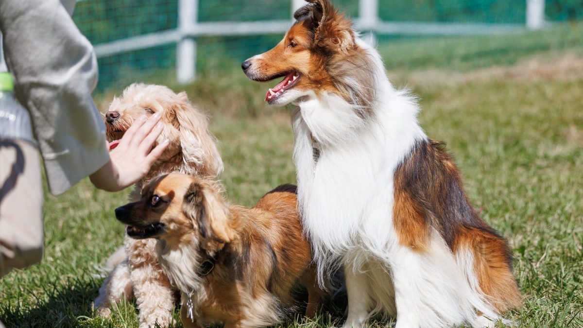 Three dogs, including a Collie with long white and brown fur, a Dachshund, and a poodle, sitting on a grassy field while someone pets one of them. A green fence is visible in the background.