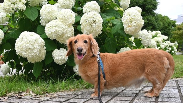 知らないと損する！ペット霊園で使える保険の適用範囲とは？