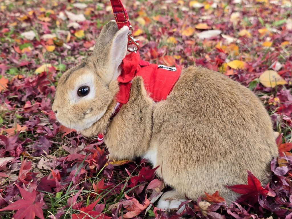赤いハーネスをつけた茶色のウサギが、赤やオレンジ色の紅葉が敷き詰められた地面に座っている。大きな黒い目が光を反射し、耳は少し立ち上がっている。