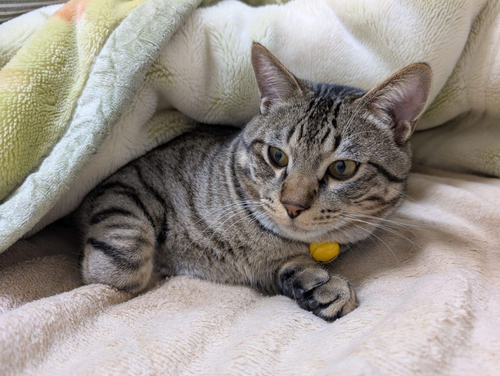 黄色い首輪をつけたキジトラ猫が、ふわふわの毛布の下でくつろいでいる。目を大きく開き、前足を交差させながらベージュのベッドの上でリラックスしている。