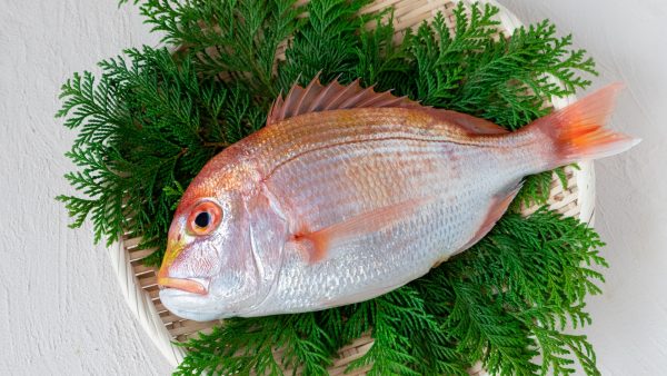 宇和島の新鮮海産物を使った初心者向け簡単レシピ