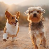 【2025年版】犬用CBDオイルおすすめ5選｜効果・安全性・口コミを徹底比較！