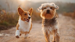 【2025年版】犬用CBDオイルおすすめ5選｜効果・安全性・口コミを徹底比較！
