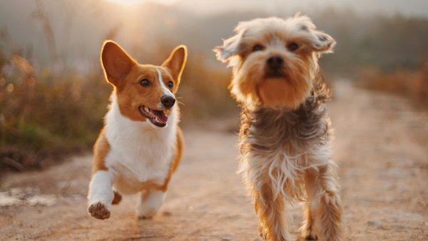 【2025年版】犬用CBDオイルおすすめ5選｜効果・安全性・口コミを徹底比較！