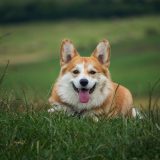 【保存版】犬の分離不安に効くおすすめグッズ7選｜ペット用ベッド・おもちゃ・音対策まとめ