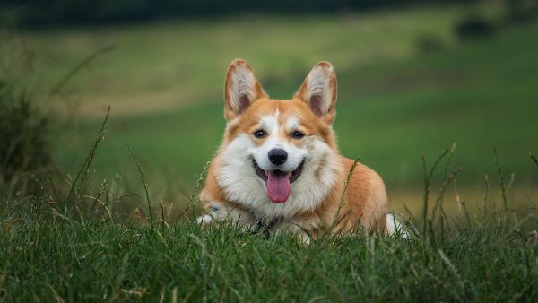 【保存版】犬の分離不安に効くおすすめグッズ7選｜ペット用ベッド・おもちゃ・音対策まとめ