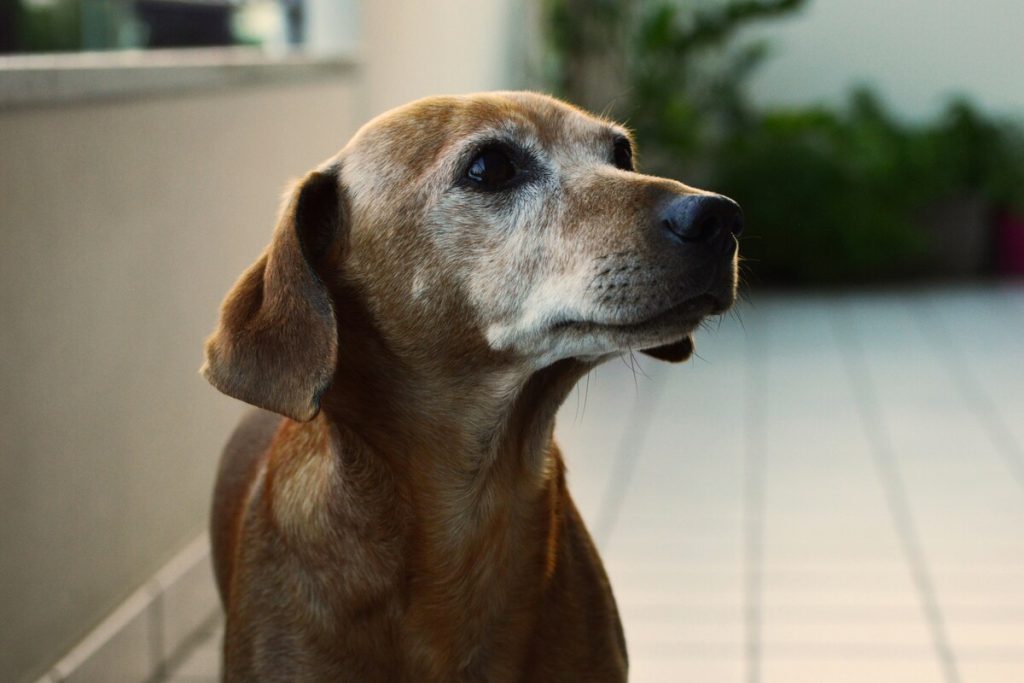 元気がイマイチな老犬
