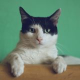 正面を向く猫、健康な猫