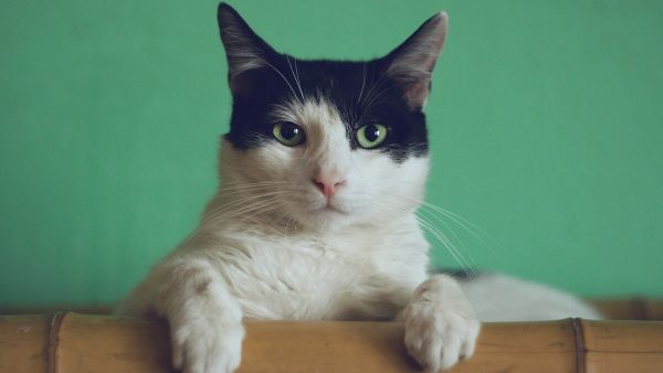 【猫のストレスに効く？】話題のCBDサプリを本気レビュー！効果・与え方・注意点まとめ