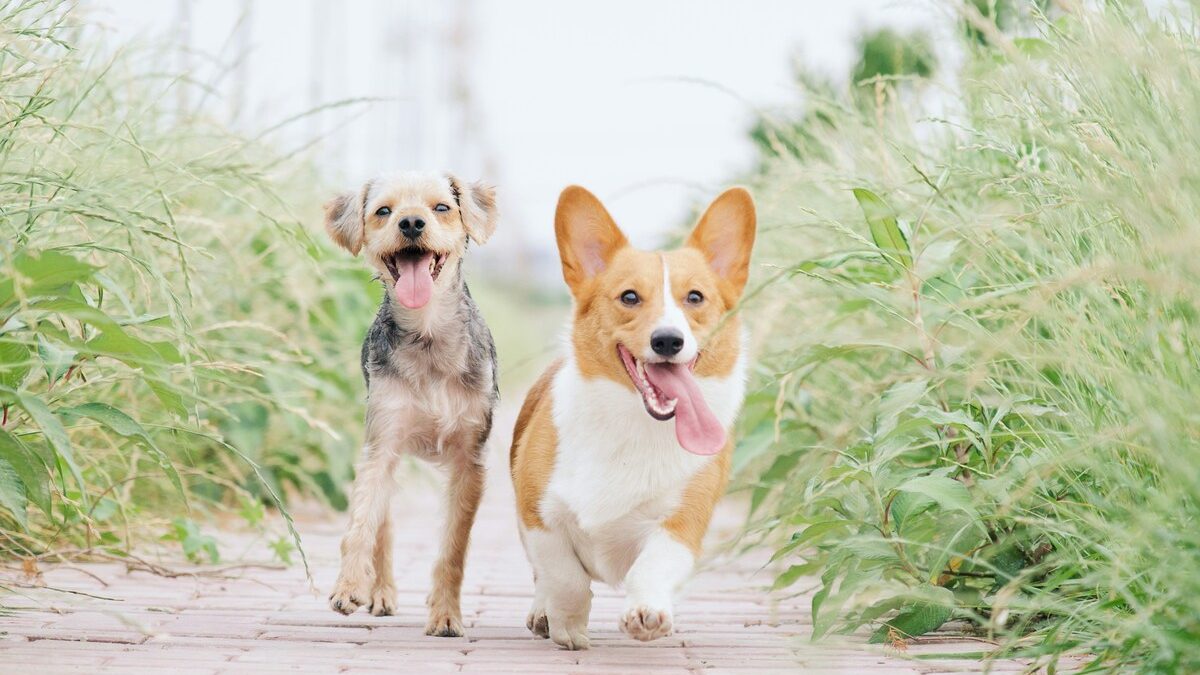 走るペット、走って向かってくるペット