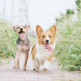 走るペット、走って向かってくるペット