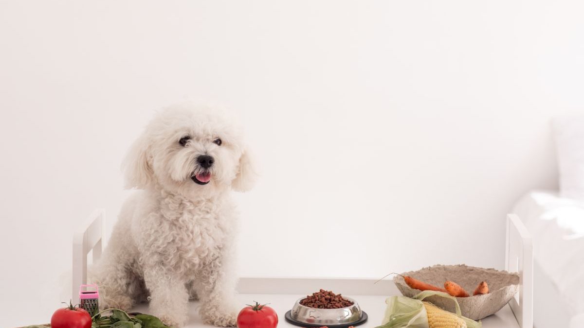 A fluffy white dog sitting at a table surrounded by fresh vegetables such as tomatoes, spinach, carrots, corn, and a bowl of dry dog food, representing a natural, additive-free, and healthy homemade dog diet concept.