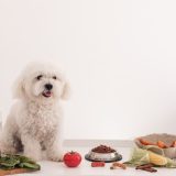 A fluffy white dog sitting at a table surrounded by fresh vegetables such as tomatoes, spinach, carrots, corn, and a bowl of dry dog food, representing a natural, additive-free, and healthy homemade dog diet concept.