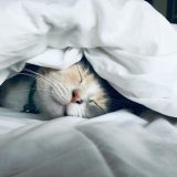 リラックスするネコ、熟睡するネコ