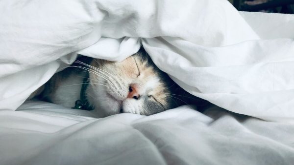 猫が落ち着くアロマは？香りの選び方と注意点＋おすすめリラックスアイテム5選【2025年版】