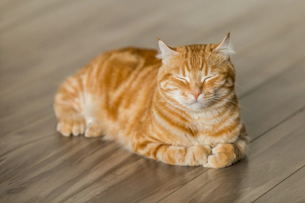 リラックスするネコ、落ち着いているネコ