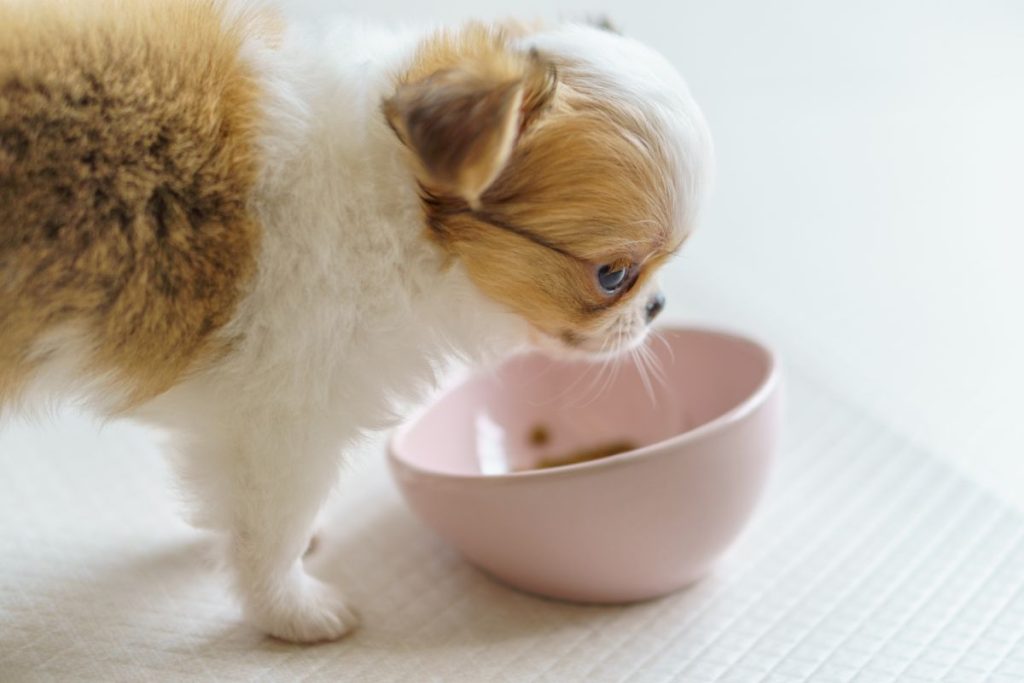 ふわふわした茶色と白の毛並みを持つ小さな子犬が、ピンク色のフードボウルの前でご飯を食べている様子。