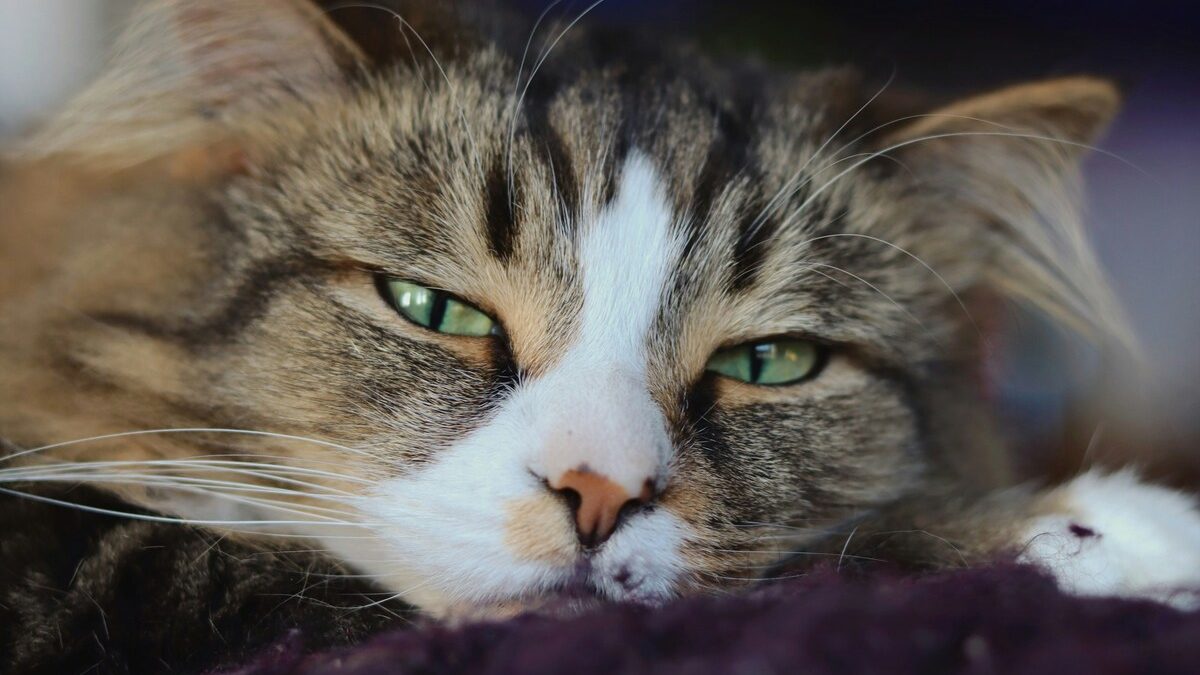 気だるい感じの猫、ストレスを感じる猫