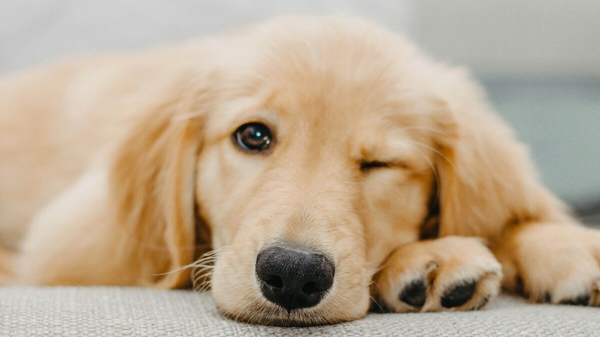 気だるい老犬、疲れている犬