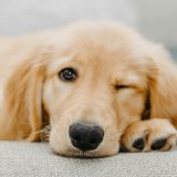 気だるい老犬、疲れている犬