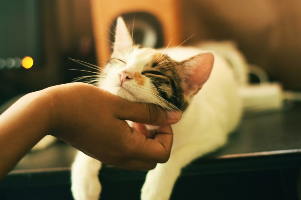 可愛がられる猫
