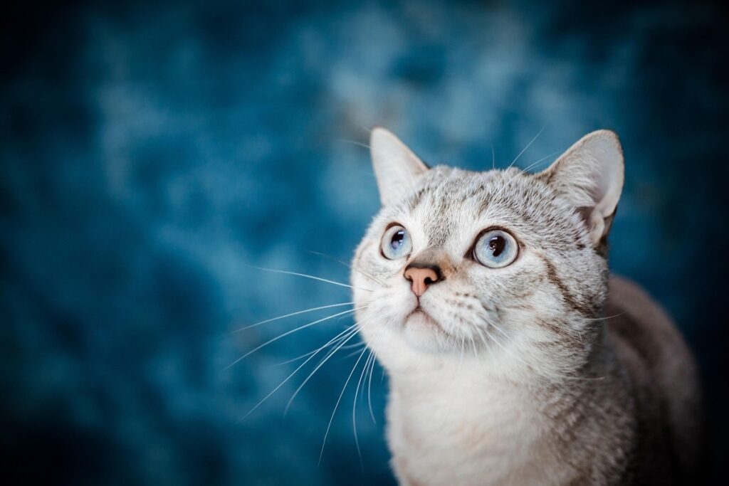 ペット、猫