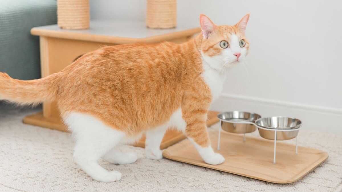 An orange and white cat turning around in front of empty food bowls, waiting for mealtime.