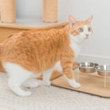 An orange and white cat turning around in front of empty food bowls, waiting for mealtime.