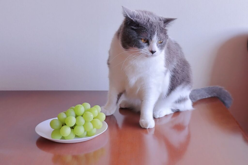 皿の上のマスカットを見つめる灰白の猫。ブドウは食べたくなさそうな表情。