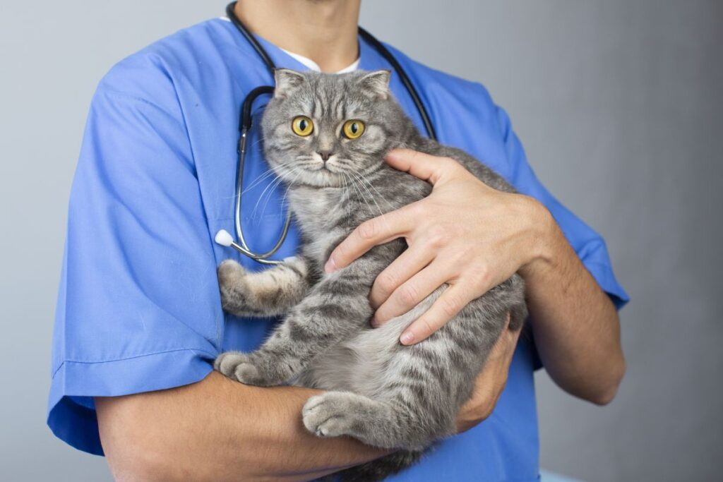 動物病院で獣医師に抱かれる灰色の猫。食欲不振や体調不良時の早期受診の重要性をイメージ。