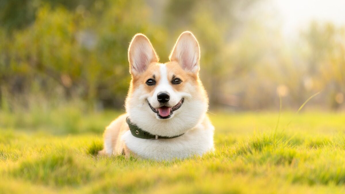 ペット、犬