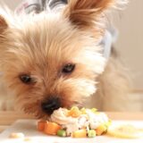 A small dog enjoying colorful vegetables and chicken, illustrating a homemade meal to stimulate the appetite of picky eaters.