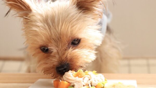 食が細い犬・猫の食欲アップ術｜初心者でもできる簡単対策