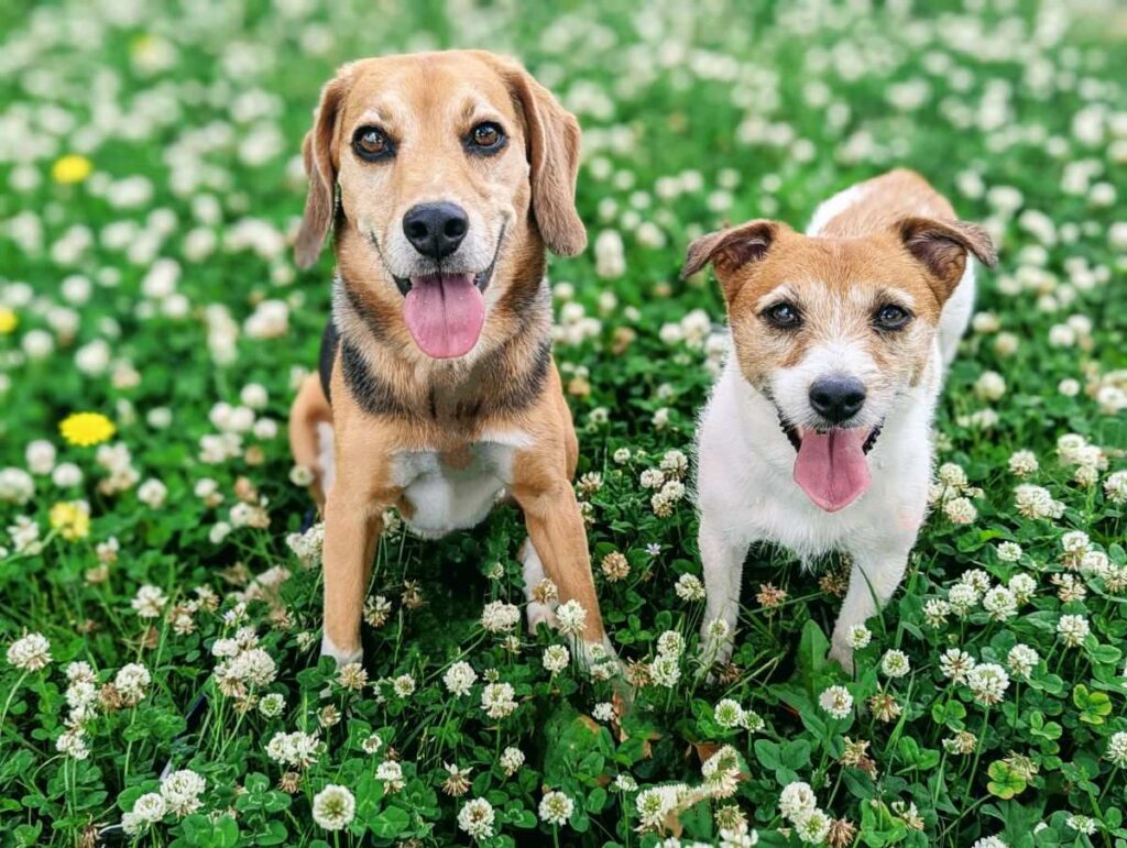 クローバーの咲く草原で並んで座り、舌を出して笑顔を見せる2匹の犬。