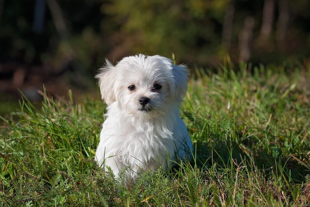 ペットの犬、こちらを見る犬