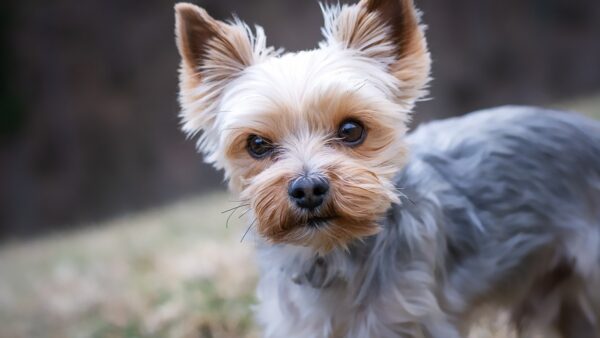 【保存版】長生きする犬の秘密｜今日からできる8つの習慣とシニア期のリアルなケア