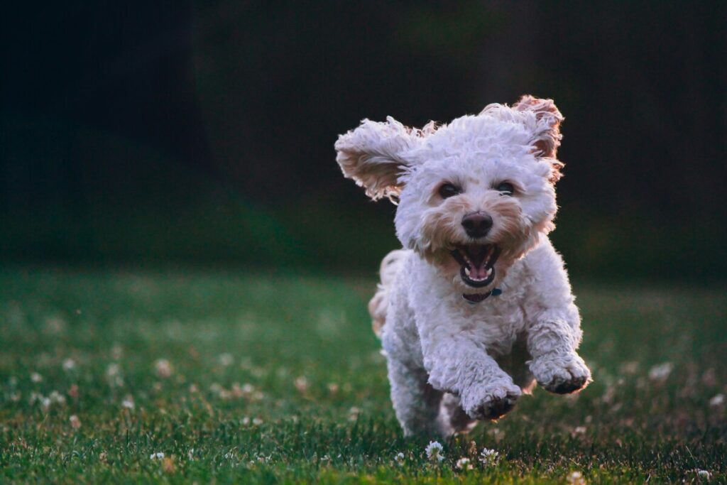 ペット、犬