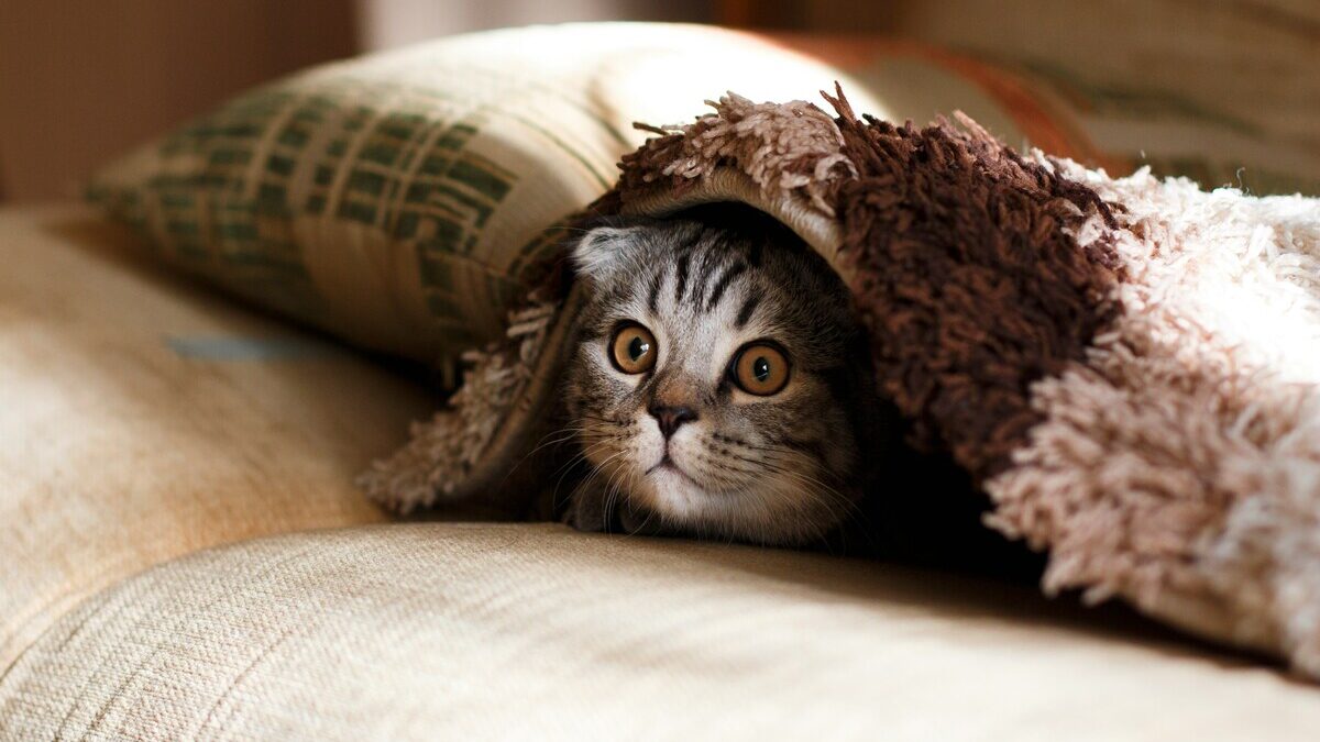 ペット、猫