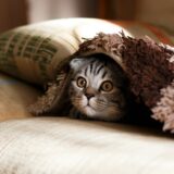 ペット、猫
