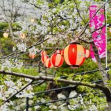 Cherry blossoms and red lanterns decorating a spring regional festival. A scenic image reflecting traditional Japanese culture and seasonal beauty.