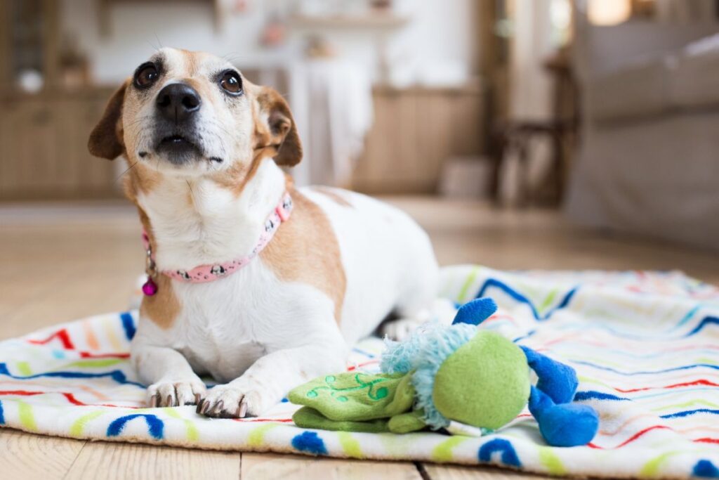 室内でおもちゃのそばでくつろいでいる犬。落ち着いて過ごすペットホテルの滞在イメージ。