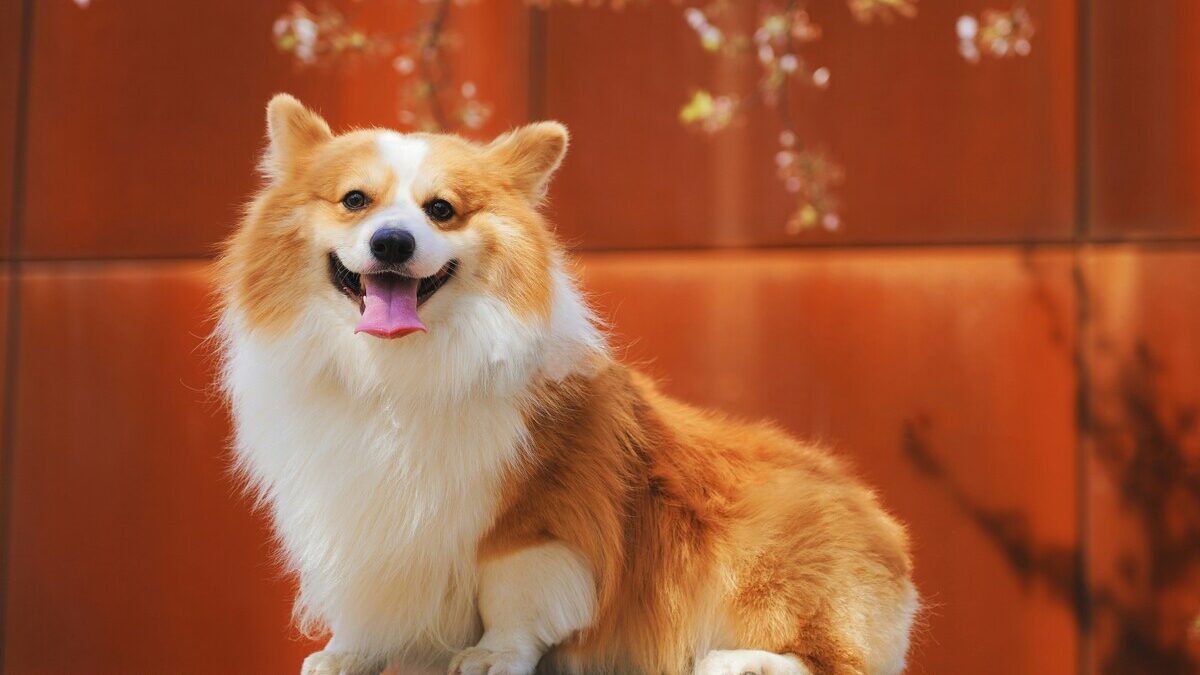 可愛がっていたペット、こちらを向く犬