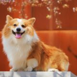 可愛がっていたペット、こちらを向く犬